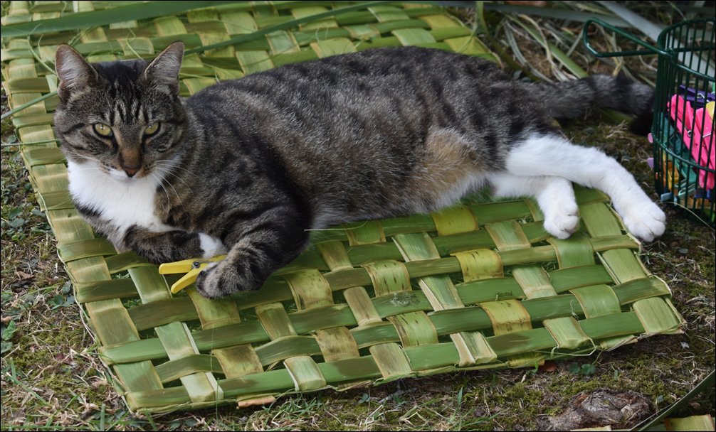 photo of cat on mat